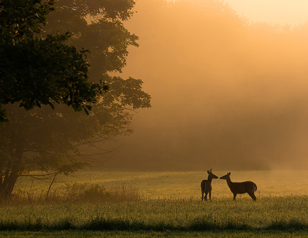 Deer in field